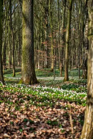 Die Hügelgräber des Pfarrholzes Kasendorf erscheinen fast wie Wellen