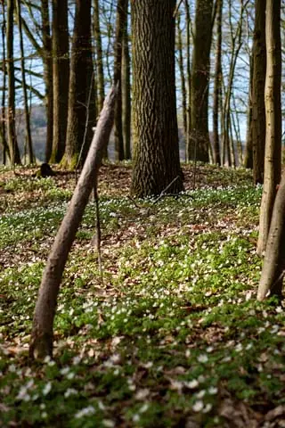 Im Pfarrholz, bzw. Pfarrwald Kasendorf