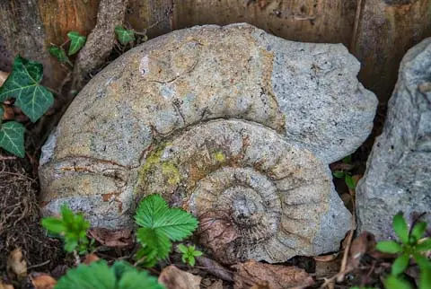 Steinkern eines Ammoniten aus dem Jura