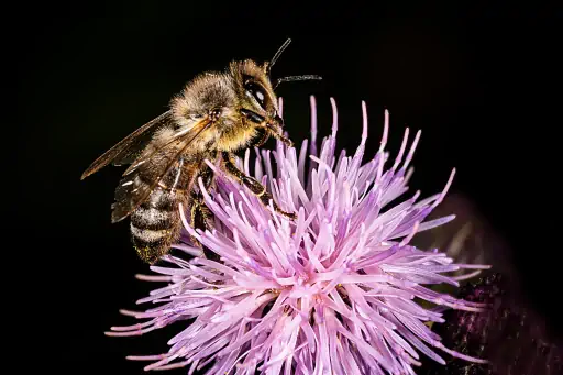 Biene Auf Blume