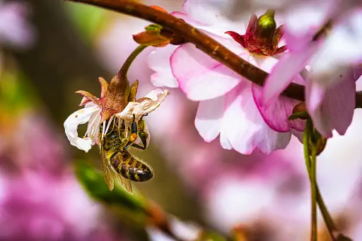 Biene in Kirschbluete