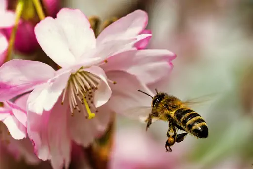Biene schwebt vor japanischer Bluetenkirsche