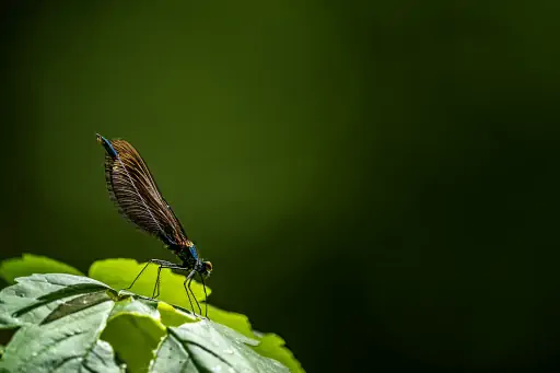 Blaufluegel Prachtlibelle