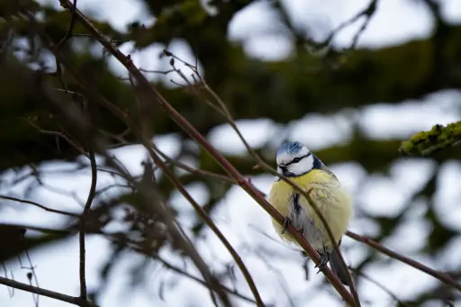 Blaumeise