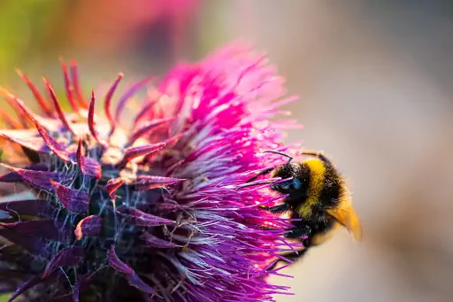 Distel Hummel