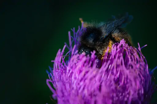 Distel Mit Hummel