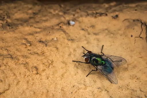 Fliege Auf Wand