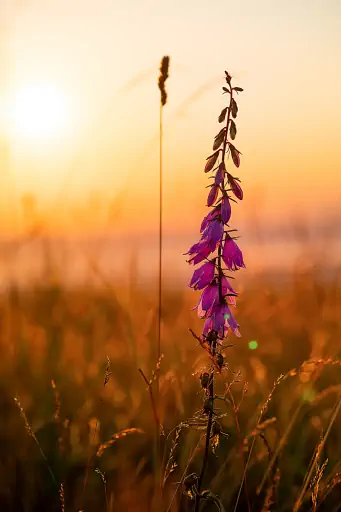 Glockenblume Sonnenuntergang Fav5