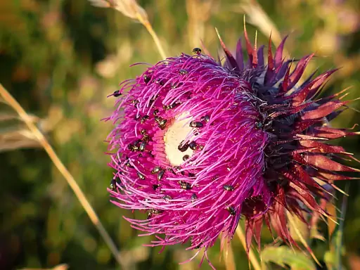Goerauer Anger Distel