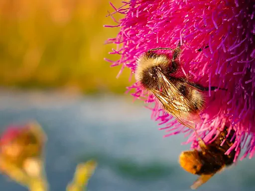 Goerauer Anger Nickende Distel