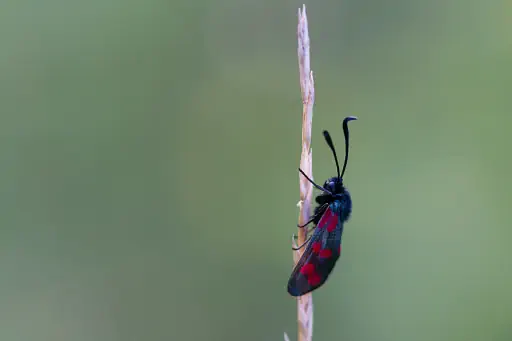 Hornklee Widderchen