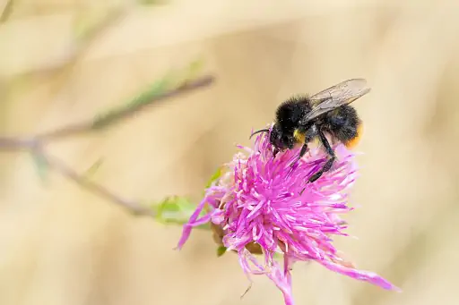 Hummel Flockenblume