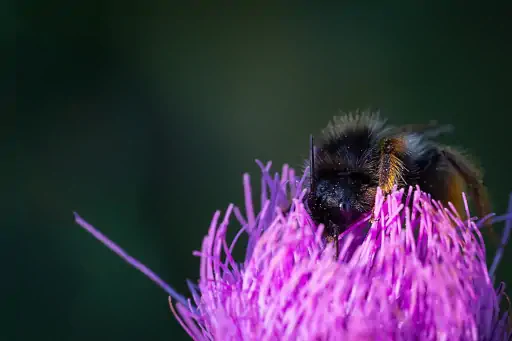 Hummel Auf Bluete