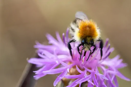 Hummel Auf Blume