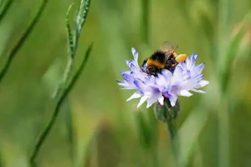 Hummel Auf Tauben Skabiose