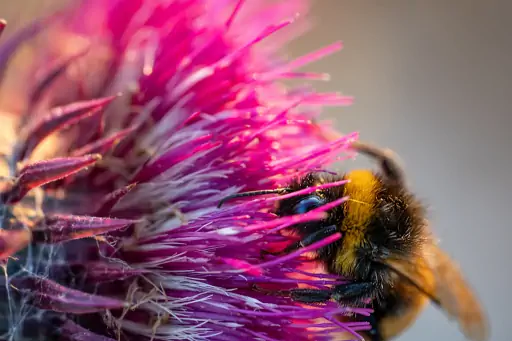 Hummel In Distel