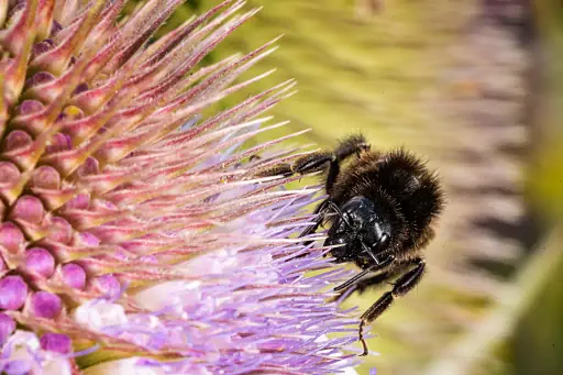 Hummel Sammelt Nektar
