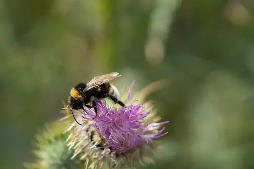 Hummel Sammelt