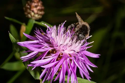 Hummel Voll Bluetenstaub