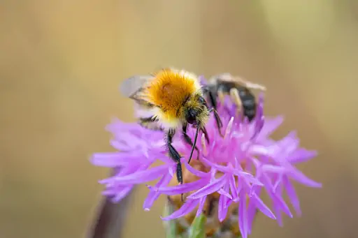 Hummel