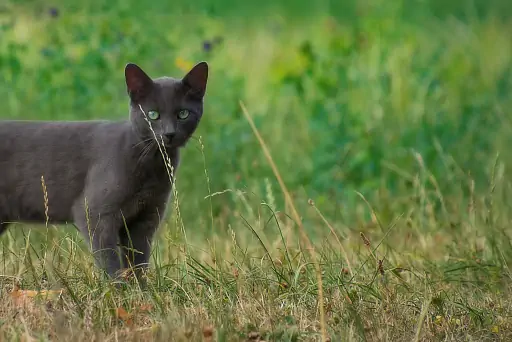 Katze