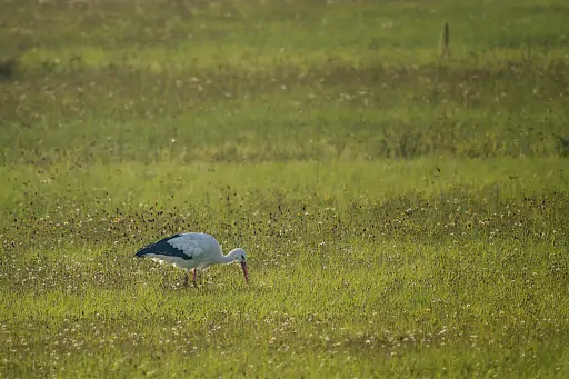 Mainauen Storch