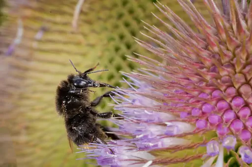 Makro Hummel