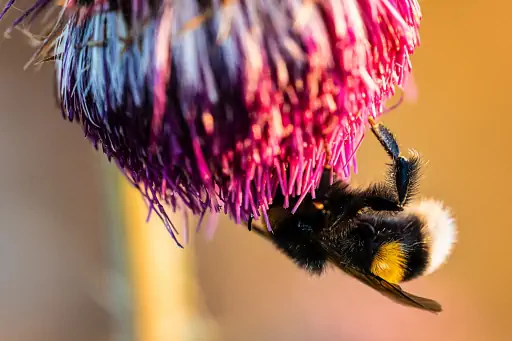 Nickende Distel Hummel