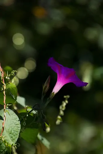 Purpur Prunkwinde