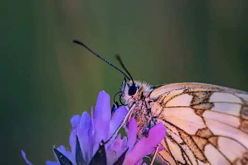 Schachbrett Edelfalter
