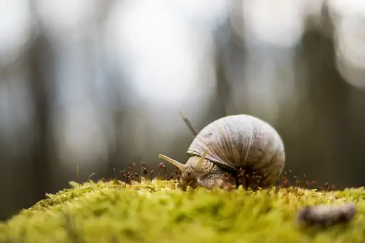 Schnecke Moos