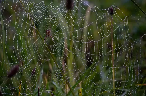 Spinne Spinnenetz