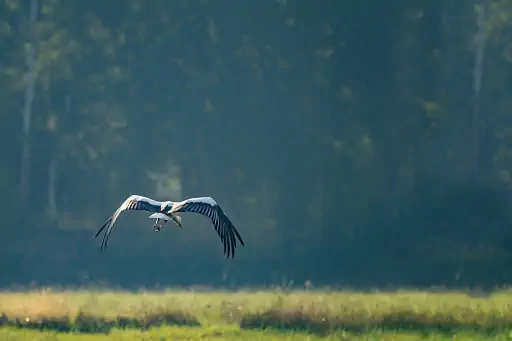 Storch Bei Melkendorf
