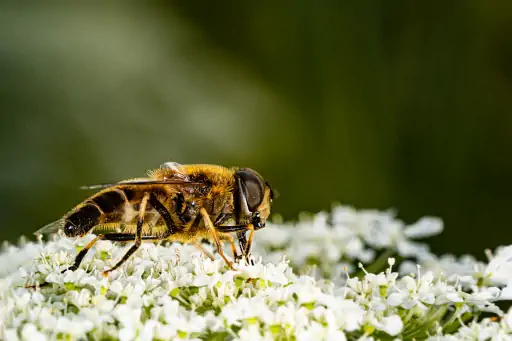 Gemeine Keilfleckschwebfliege