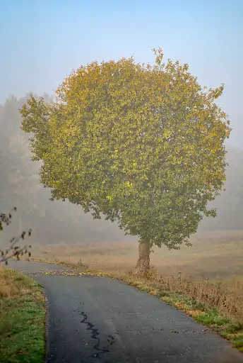 Baum Radweg