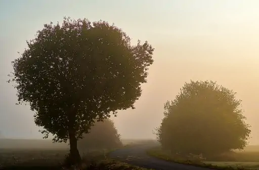 Dunst Radweg Am Morgen