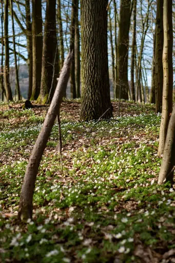 Fruehjahr Wald