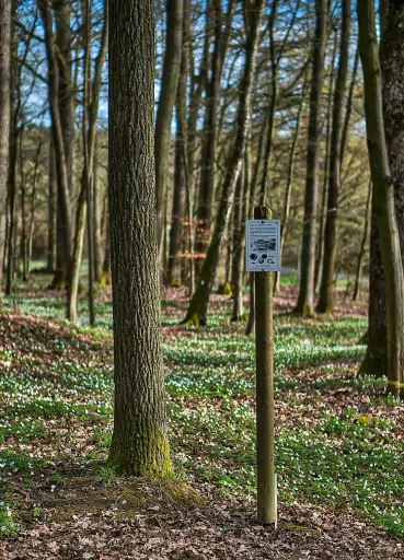 Kasendorf Pfarrwald Fruehling