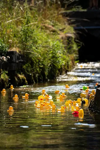 Plastik Enten Rennen