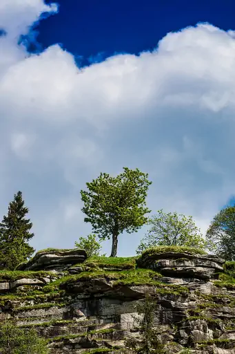 Baum Epprechtstein