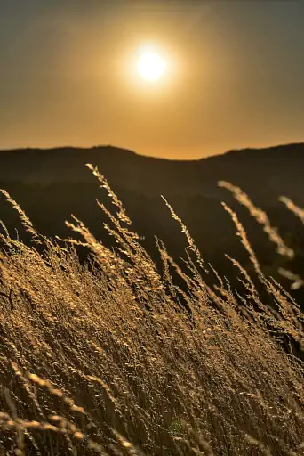 Gras Sonne