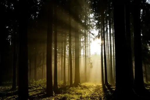 Sonnenuntergang Im Wald