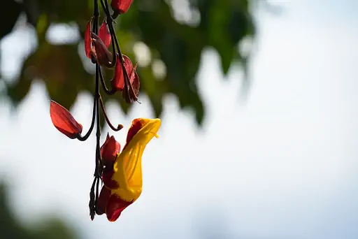 Blume Botanischer Garten Funchal