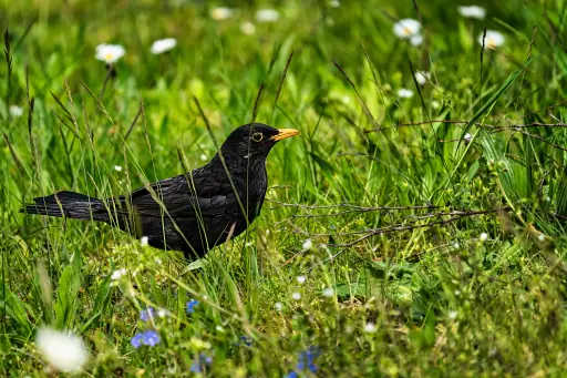 Amsel