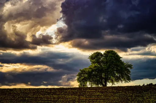 Baum Auf Feld