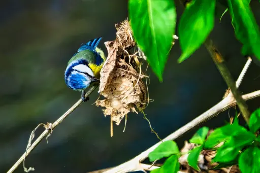 Blaumeise An Halm