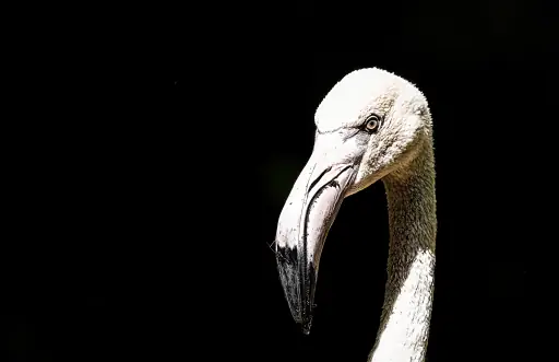 Flamingo Roehrensee Bayreuth