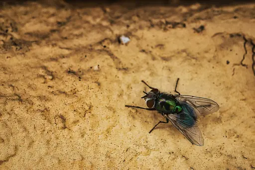 Fliege Auf Wand