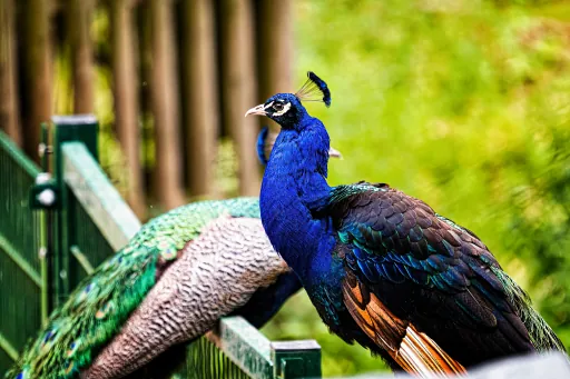 Pfau Bayreuth Roehrensee