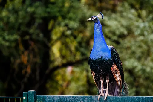 Pfau Bayreuth